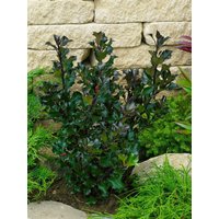 immergrüne Laubbäume - Ilex meserveae 'Heckenblau' -R- 125-150 cm