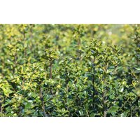 Kategorie <b>immergrüne Laubbäume </b> - Ilex meserveae 'Heckenstar' -S- 60-80 cm