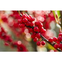 Kategorie <b>Produkt nicht gewünscht </b> - Ilex verticillata 125-150 cm