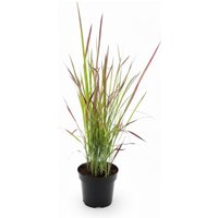 Kategorie <b>Gräser </b> - Imperata cylindrica 'Red Baron' ca. 9x9 cm Topf (Wuchs jahreszeitlich)