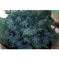 Kategorie <b>Nadelbäume u. Koniferen </b> - Juniperus chinensis 'Blue Alps' 80-100 cm
