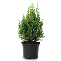 Kategorie <b>Nadelbäume u. Koniferen </b> - Juniperus chinensis 'Stricta' 30-40 cm
