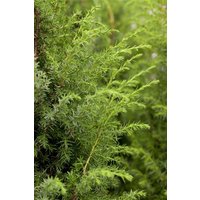 Kategorie <b>Produkt nicht gewünscht </b> - Juniperus communis 175-200 cm