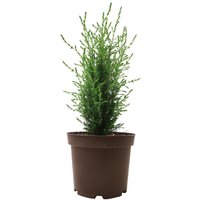 Kategorie <b>Produkt nicht gewünscht </b> - Juniperus communis 'Arnold' 30-40 cm