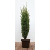 Kategorie <b>Produkt nicht gewünscht </b> - Juniperus communis 'Arnold' 60-80 cm