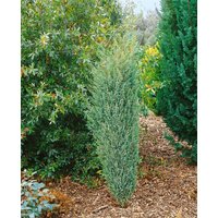 Kategorie <b>Produkt nicht gewünscht </b> - Juniperus communis 'Excelsa' 60-80 cm