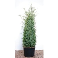 Kategorie <b>Produkt nicht gewünscht </b> - Juniperus communis 'Excelsa' 100-125 cm