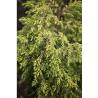 Kategorie <b>Produkt nicht gewünscht </b> - Juniperus communis 'Gold Cone' 30-40 cm