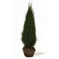 Kategorie <b>Produkt nicht gewünscht </b> - Juniperus communis 'Hibernica' 125-150 cm