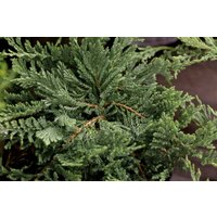 Kategorie <b>Produkt nicht gewünscht </b> - Juniperus horizontalis 'Blue Chip' 30-40 cm