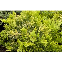 Kategorie <b>Nadelbäume u. Koniferen </b> - Juniperus horizontalis 'Golden Carpet' 20-25 cm