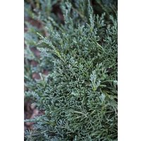 Kategorie <b>Nadelbäume u. Koniferen </b> - Juniperus horizontalis 'Wiltonii' 30-40 cm