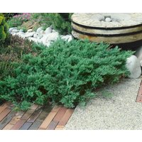 Kategorie <b>Nadelbäume u. Koniferen </b> - Juniperus sabina 'Tamariscifolia' 20-30 cm