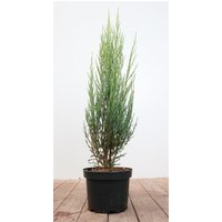 Kategorie <b>Nadelbäume u. Koniferen </b> - Juniperus scopulorum 'Blue Arrow' 40-60 cm