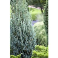 Kategorie <b>Nadelbäume u. Koniferen </b> - Juniperus scopulorum 'Blue Arrow' 40-50 cm