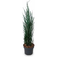 Kategorie <b>Nadelbäume u. Koniferen </b> - Juniperus scopulorum 'Blue Arrow' 60-80 cm