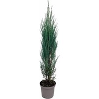 Kategorie <b>Nadelbäume u. Koniferen </b> - Juniperus scopulorum 'Blue Arrow' 80-100 cm