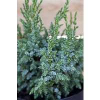 Kategorie <b>Nadelbäume u. Koniferen </b> - Juniperus squamata 'Loderi' 20-25 cm