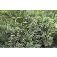 Kategorie <b>Nadelbäume u. Koniferen </b> - Juniperus squamata 'Meyeri' 70-80 cm