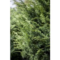 Kategorie <b>Nadelbäume u. Koniferen </b> - Juniperus virginiana 'Canaertii' 60-80 cm