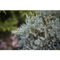 Kategorie <b>Nadelbäume u. Koniferen </b> - Juniperus virginiana 'Glauca' 50-60 cm