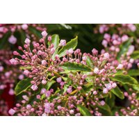 Kategorie <b>immergrüne Laubbäume </b> - Kalmia latifolia 25-30 cm