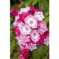 Kategorie <b>immergrüne Laubbäume </b> - Kalmia latifolia 'Ostbo Red' 20-30 cm