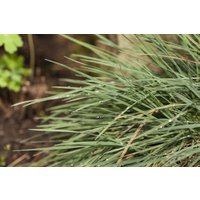 Kategorie <b>Produkt nicht gewünscht </b> - Koeleria glauca 20-30 cm