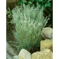 Kategorie <b>Produkt nicht gewünscht </b> - Koeleria glauca 'Coolio' 20-30 cm