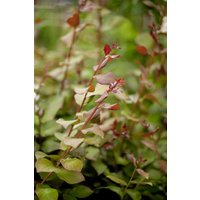 Kategorie <b>Produkt nicht gewünscht </b> - Lagerstroemia indica 'Berry Dazzle' 80 cm Stammhöhe