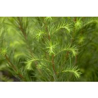 Kategorie <b>Nadelbäume u. Koniferen </b> - Larix decidua 80-100 cm