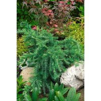 Kategorie <b>Nadelbäume u. Koniferen </b> - Larix decidua 'Little Bogle' 80 cm Stammhöhe