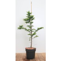 Kategorie <b>Nadelbäume u. Koniferen </b> - Larix kaempferi 80-100 cm