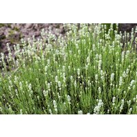 Kategorie <b>Produkt nicht gewünscht </b> - Lavandula angustifolia 'Arctic Snow' ca. 9x9 cm Topf (Wuchs jahreszeitlich)