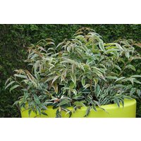 Kategorie <b>Rhododendren, Azaleen und Heide </b> - Leucothoe fontanesiana 'Whitewater' 30-40 cm