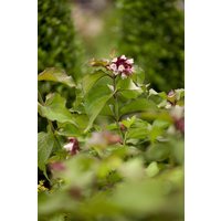 Kategorie <b>Produkt nicht gewünscht </b> - Leycesteria formosa 'Purple Rain' 60-80 cm