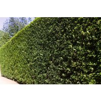 Kategorie <b>Produkt nicht gewünscht </b> - Ligustrum ovalifolium 175-200 cm