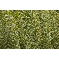 Kategorie <b>Produkt nicht gewünscht </b> - Ligustrum ovalifolium 'Aureum' 60 cm Stammhöhe
