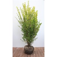 Kategorie <b>Produkt nicht gewünscht </b> - Ligustrum ovalifolium 'Aureum' 125-150 cm