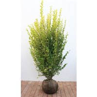 Kategorie <b>Produkt nicht gewünscht </b> - Ligustrum ovalifolium 'Aureum' 150-175 cm