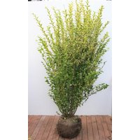 Kategorie <b>Produkt nicht gewünscht </b> - Ligustrum ovalifolium 'Aureum' 175-200 cm