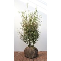 Kategorie <b>Produkt nicht gewünscht </b> - Ligustrum vulgare 'Atrovirens' 100-125 cm