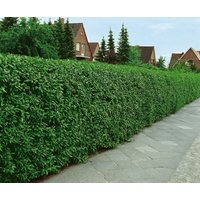Kategorie <b>Produkt nicht gewünscht </b> - Ligustrum vulgare 'Atrovirens' Kugel 140-160 cm
