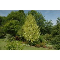 Kategorie <b>Laubbäume </b> - Liriodendron tulipifera 'Aureomarginatum' 175-200 cm