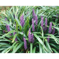 Stauden - Liriope muscari 'Ingwersen' 20-40 cm