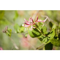 Kategorie <b>Produkt nicht gewünscht </b> - Lonicera heckrottii 'Goldflame' 150-200 cm