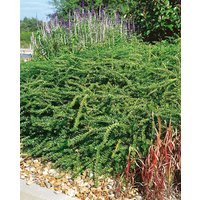 Kategorie <b>Bodendecker </b> - Lonicera nitida 'Elegant' 20-30 cm