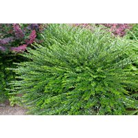 Kategorie <b>Bodendecker </b> - Lonicera pileata 20-30 cm