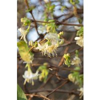 Hecken - Lonicera purpusii 80-100 cm