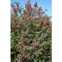 Kategorie <b>Blütensträucher und Ziergehölze </b> - Lonicera tatarica 'Hack's Red' 60-100 cm